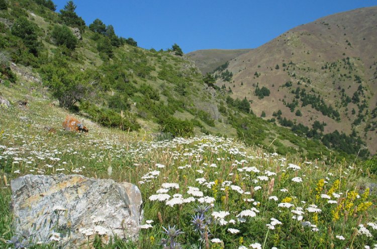 Alpine Meadows in Andorra in the Pyrenees