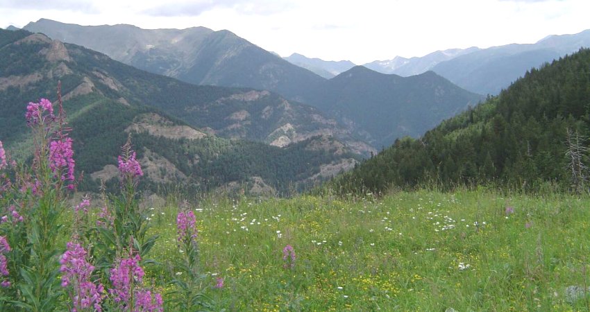 Alpine Meadows in Andorra in the Pyrenees