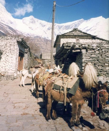 Pack Ponies in Kali Gandaki Valley