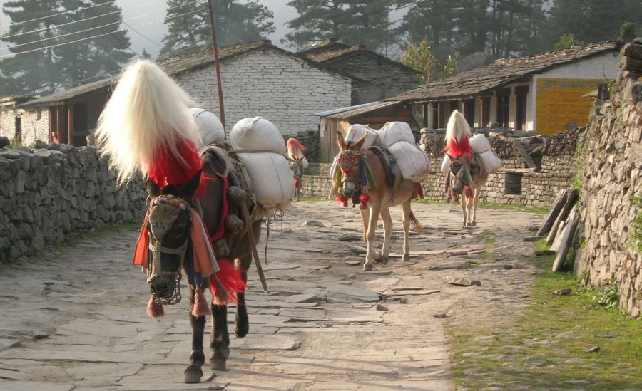 Pack Pony Train on Annapurna Circuit