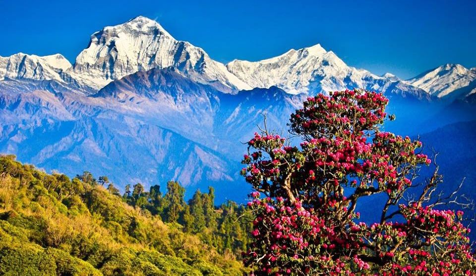 Dhaulagiri I, Tukuche Peak and Thapa Peak