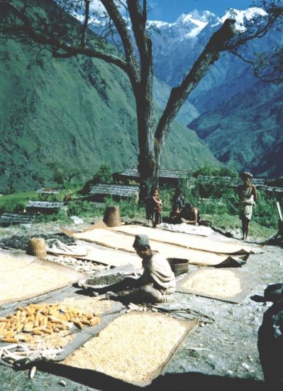 Nepalese drying corn at Tibling Village in the Ganesh Himal region of Nepal