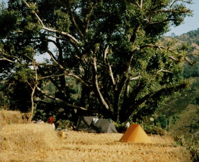 Camp on Terraces beneath Burr Tree at Dobhan Village in the Tamur River Valley