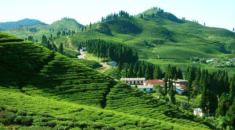 Tea Plantations at Ilam