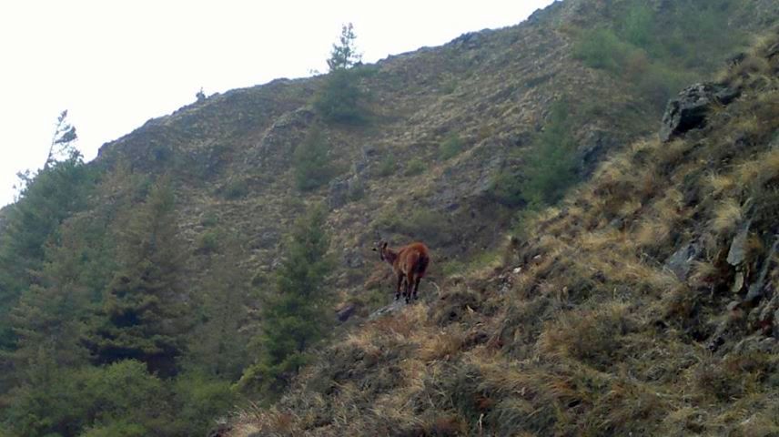 Mountain goat ( jharal ) on route from Namche Bazaar to Tyangboche