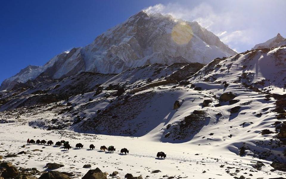 Yaks on route to Everest Base Camp