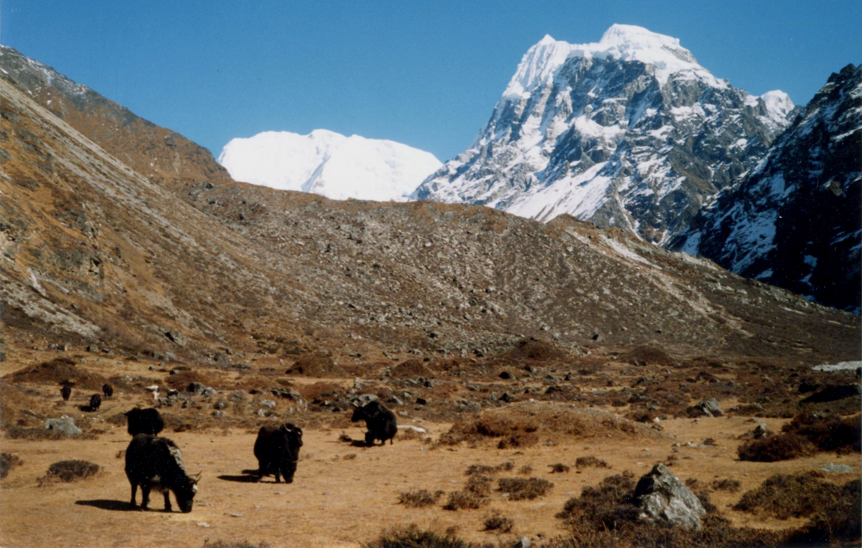 Mount Langshisa Ri and Dome Blanc from the Langtang  Valley