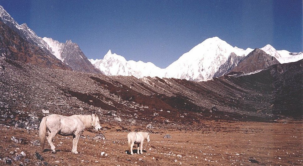 Himlung Himal ( 7126m ) in The Peri Himal from Phedi beneath the Larkya La