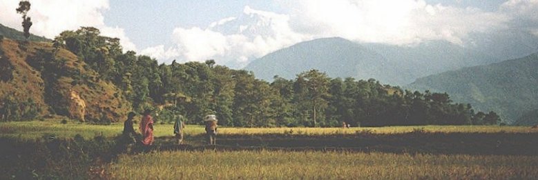 Annapurna IV from rice fields in the Seti Khola Valley