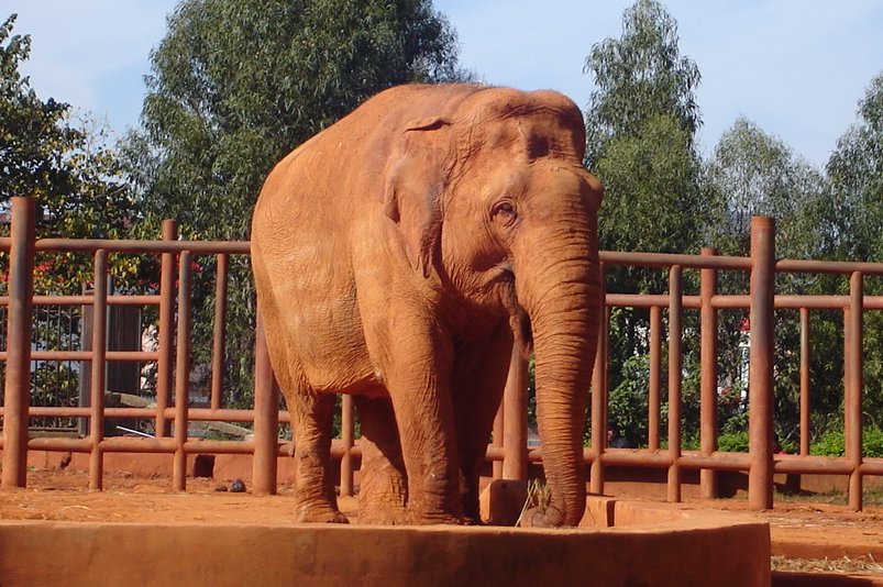 Elephant in Kunming Zoo