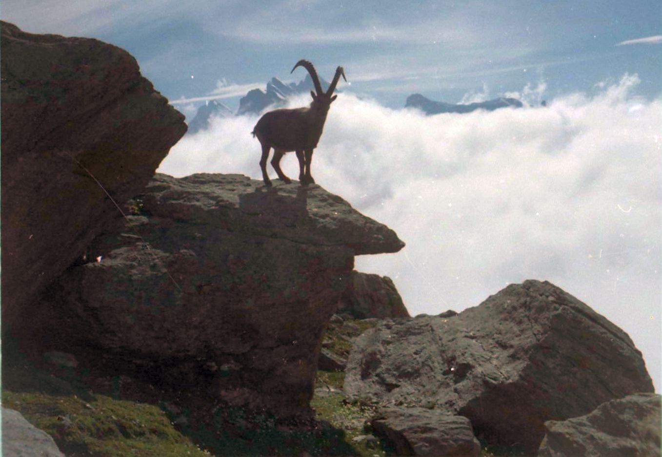 Ibex on ascent of the Jungfrau - the original route of ascent