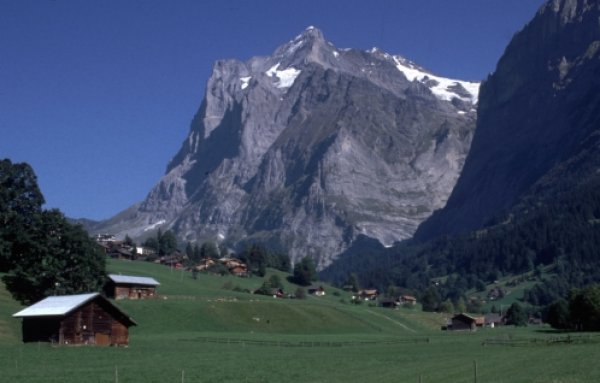 Wetterhorn ( 3701m ) above Grindelwald in the Bernese Oberlands region of the Swiss Alps