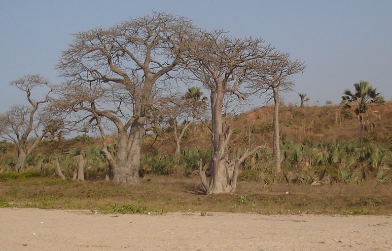 Baobab trees lining beach at Brufut