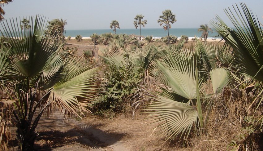 Palm trees lining beach at Brufut
