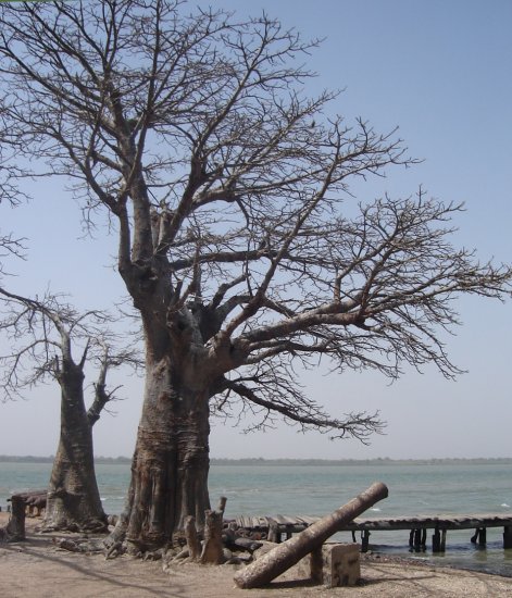 Baobab tree and old cannon on James Island