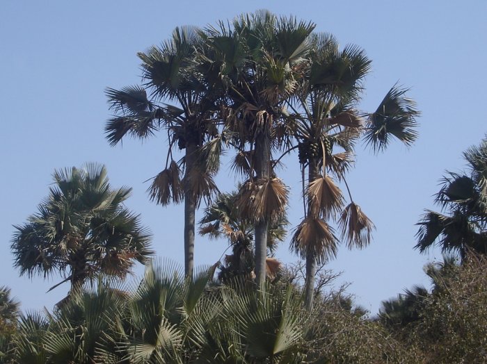 Palm Trees on the Atlantic coast of The Gambia in West Africa