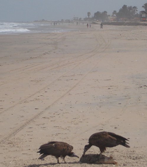 Vultures on the Atlantic coast of The Gambia in West Africa