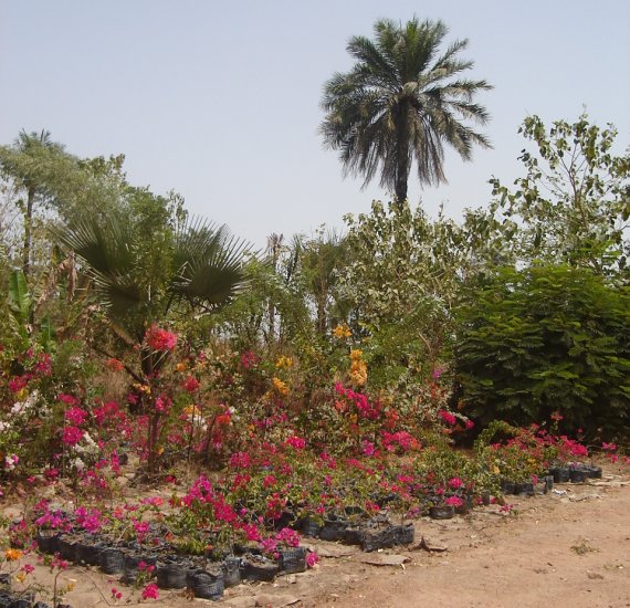 Flowering Shrubs and Palm Tree