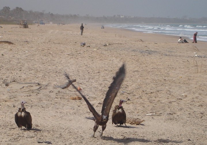 Vultures on beach
