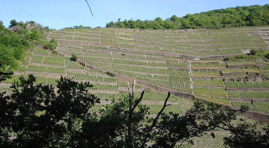Vineyards in the Ahr River Valley in the Eifel Region of Germany