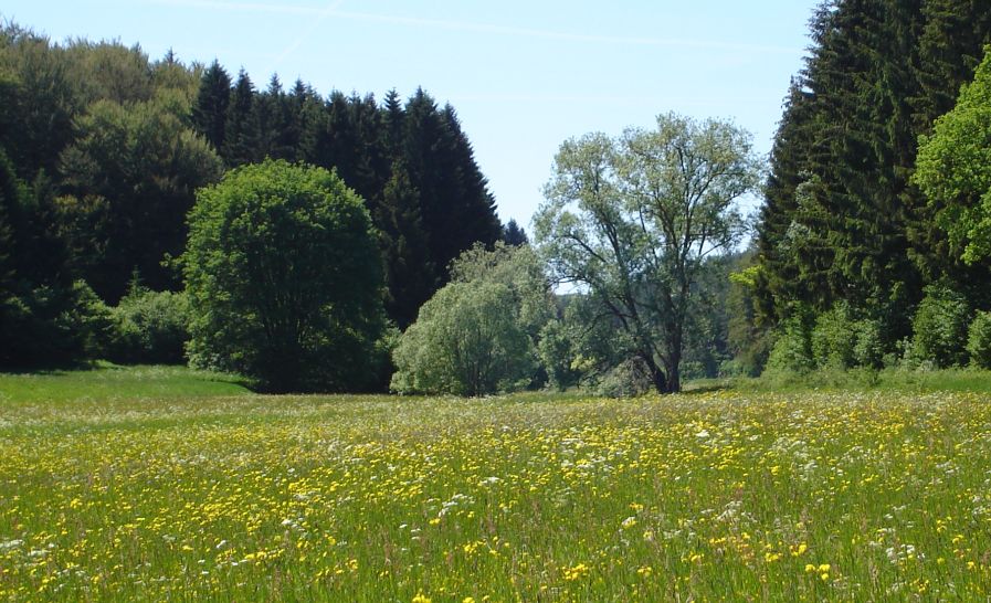 Meadows and Forests in the Eifel Region of Germany