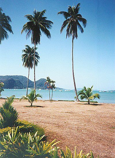 Palm Trees at Seafront at Kuah on Pulau Langkawi