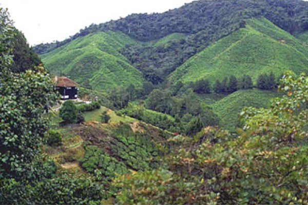 Tea Plantations in Cameron Highlands 
