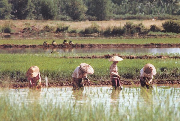 Planting Rice Paddy in Kedah in West Malaysia
