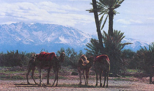 High Atlas from Marrakesh in Morocco