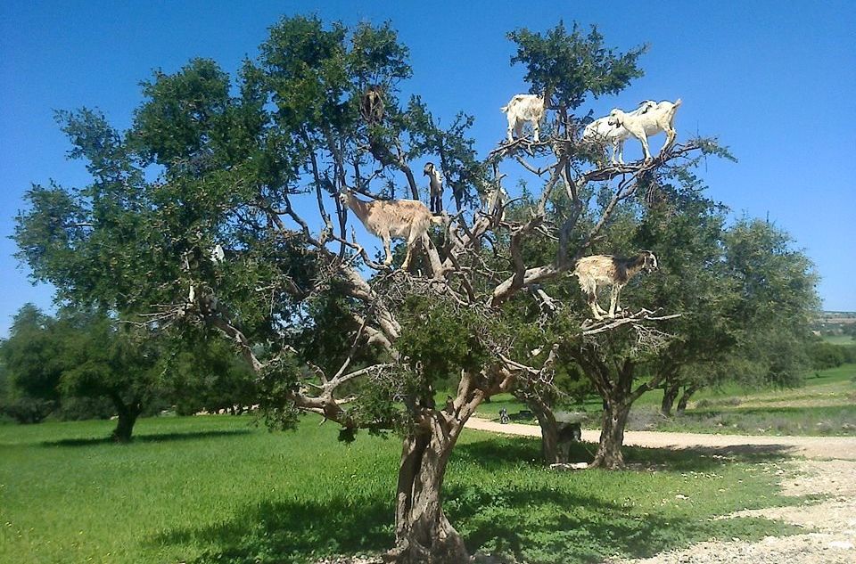 Tree climbing goats in the sub-sahara south of the High Atlas