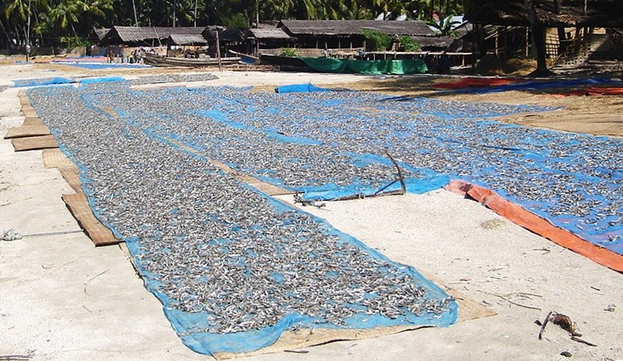 Drying Fish at Fishing Village on Ngapali Beach