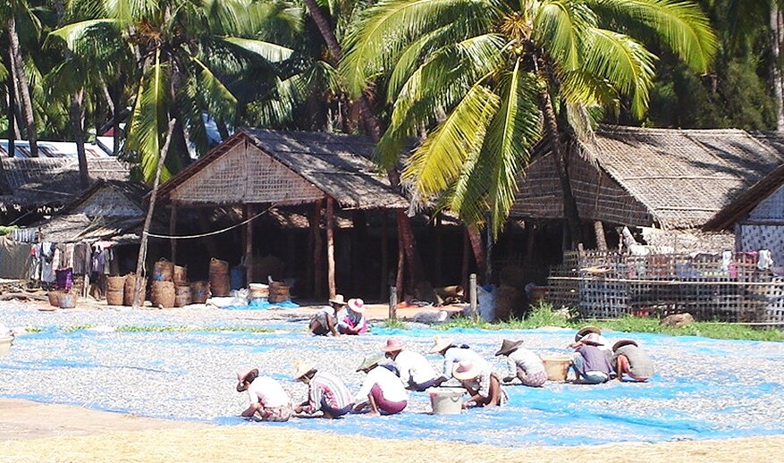 Burmese people Drying Fish at Fishing Village on Ngapali Beach