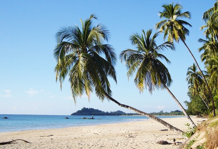 Coconut Palm Trees on Ngapali Beach on the Bay of Bengal on the western coast of Myanmar / Burma