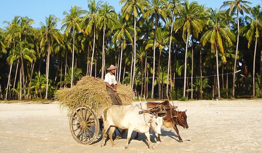 Bullock / Ox Cart on Ngapali Beach on the Bay of Bengal in Myanmar / Burma