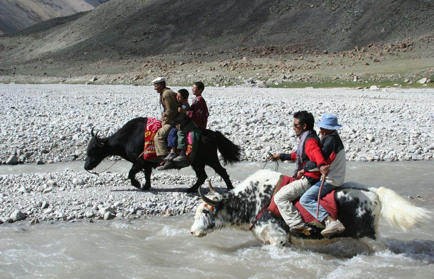 Yaks at Shishmal in the Pakistan Karakoram