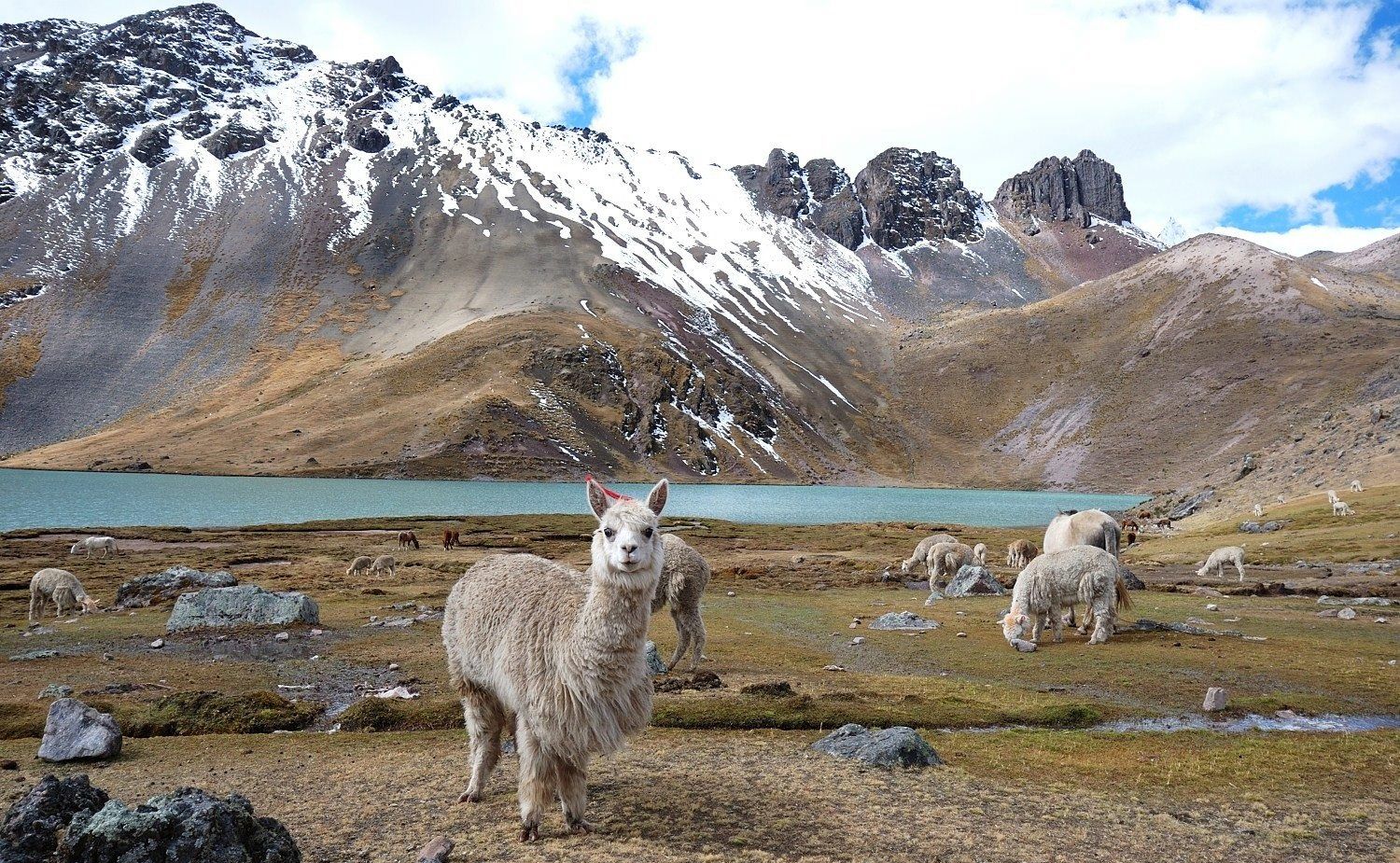 Llamas in Andes of Peru