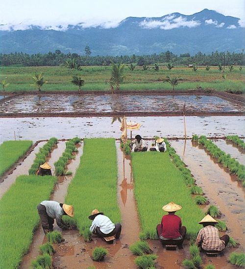 Planting rice paddy on Leyte Island