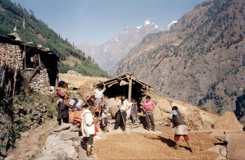Thrashing corn in Ngyak Village in the Buri Gandaki Valley on the circuit of Mount Manaslu