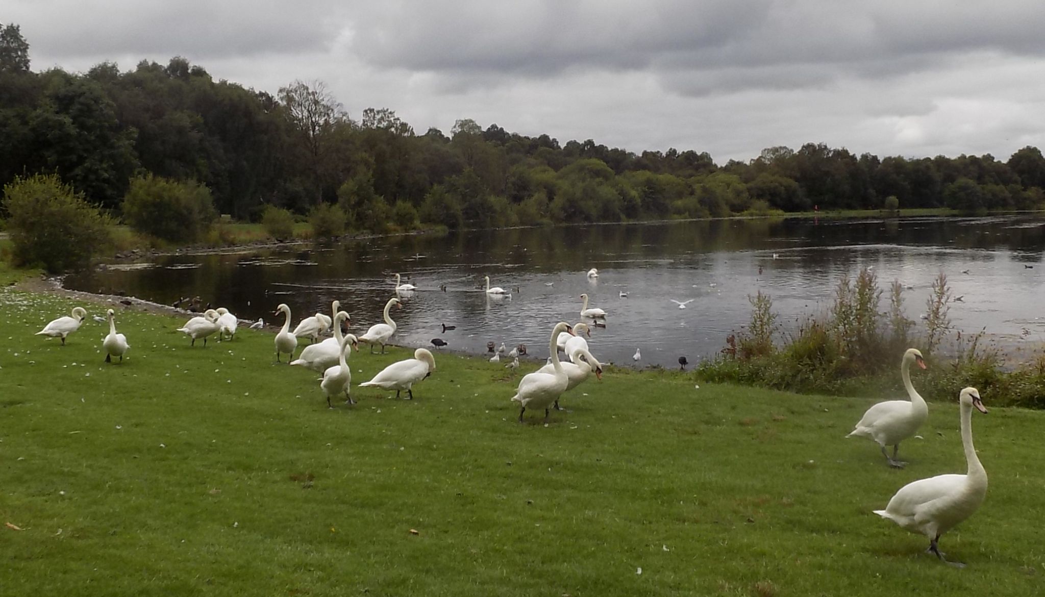 Swans at Drumpellier Country Park