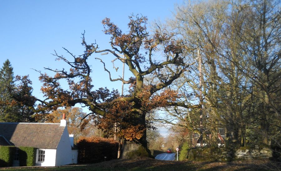 The Clachan Oak — the original centre of Balfron