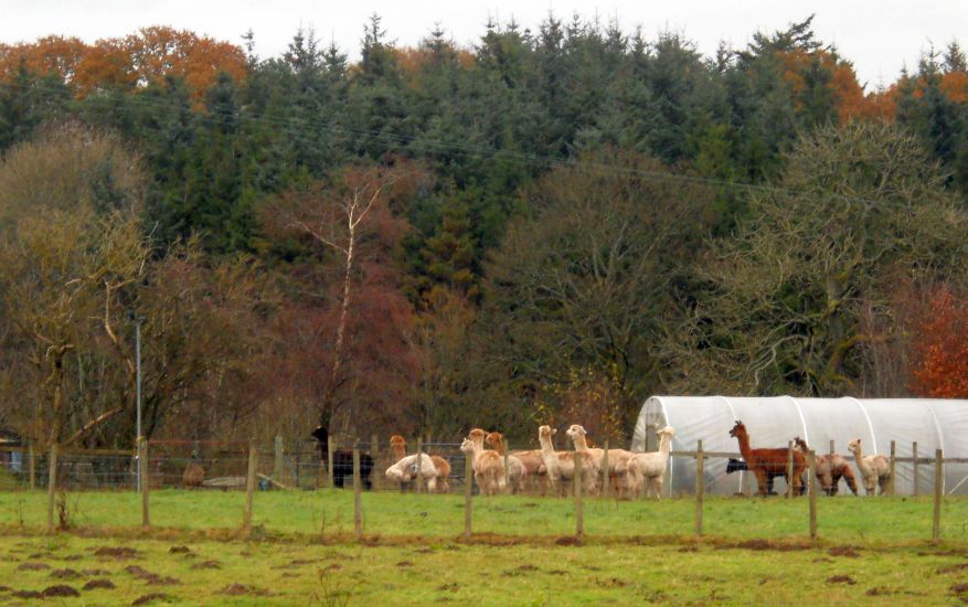 Alpacas at Ballochruin Farm in Balfron Station Road