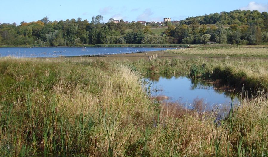 Wetlands in Baron's Haugh Nature Reserve