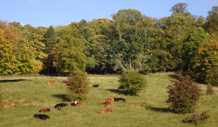 Cattle in Baron's Haugh Nature Reserve