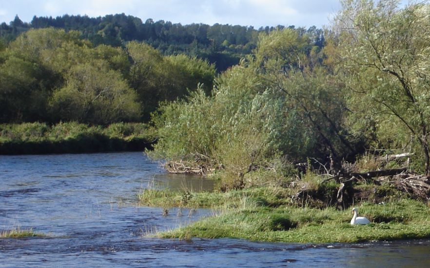 River Clyde at Baron's Haugh Nature Reserve