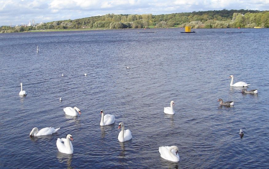 Swans in Strathclyde Country Park Loch