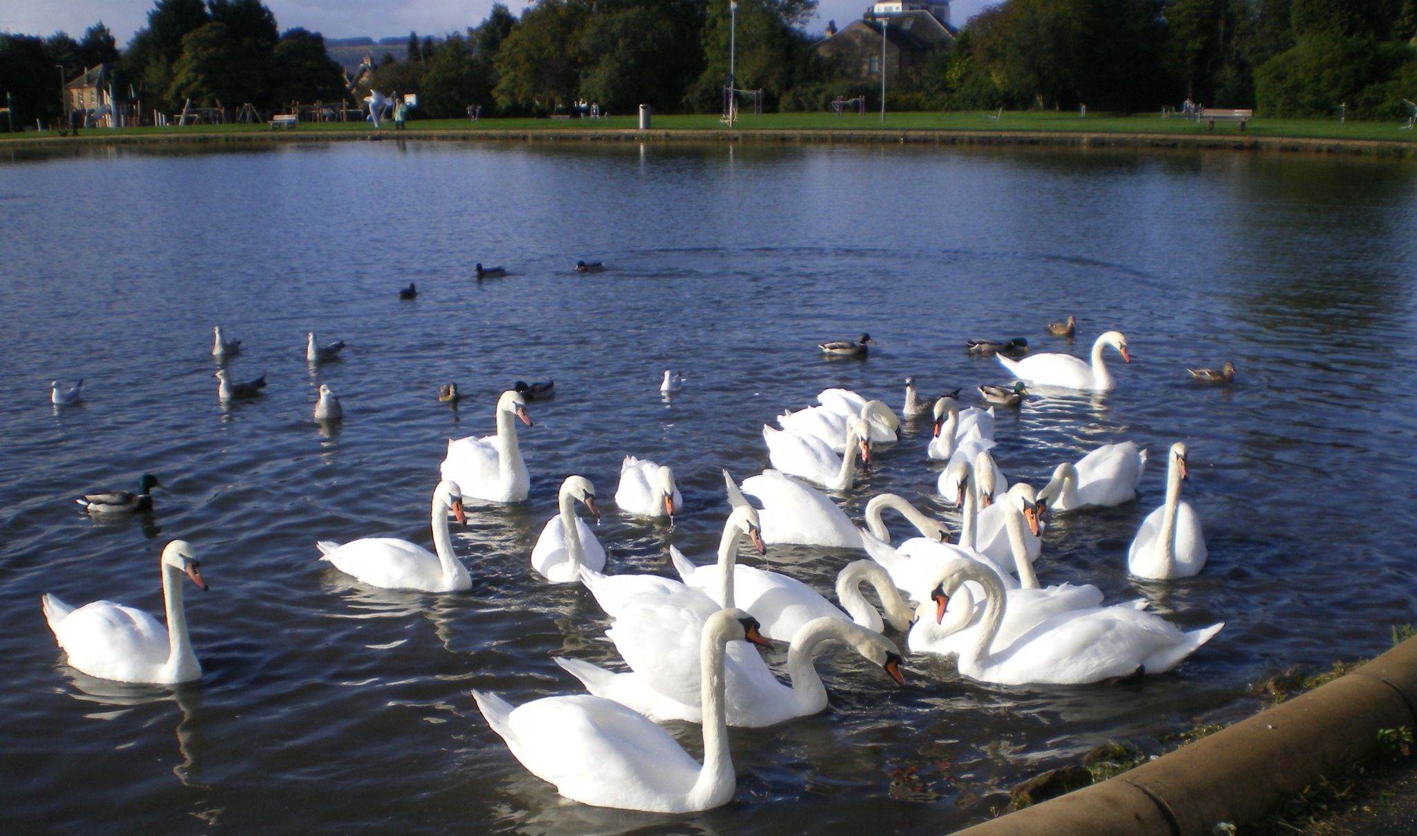 Swans in Barshaw Park