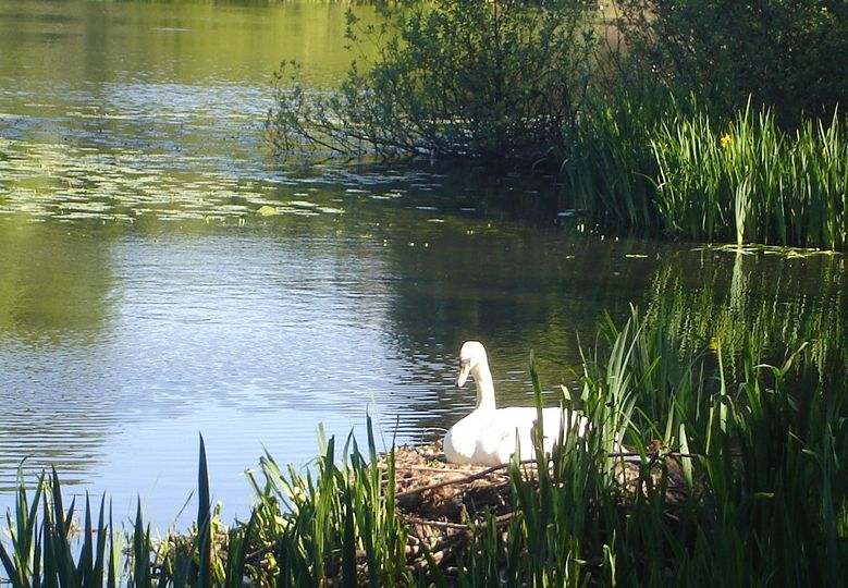 Nesting swan at Kilmardinny Loch