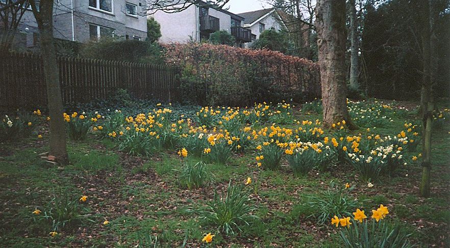 Daffodils in Kilmardinny Avenue in Springtime