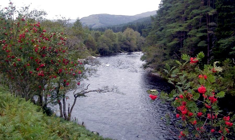 Rowan trees above River Orchy in Glen Orchy off Glencoe