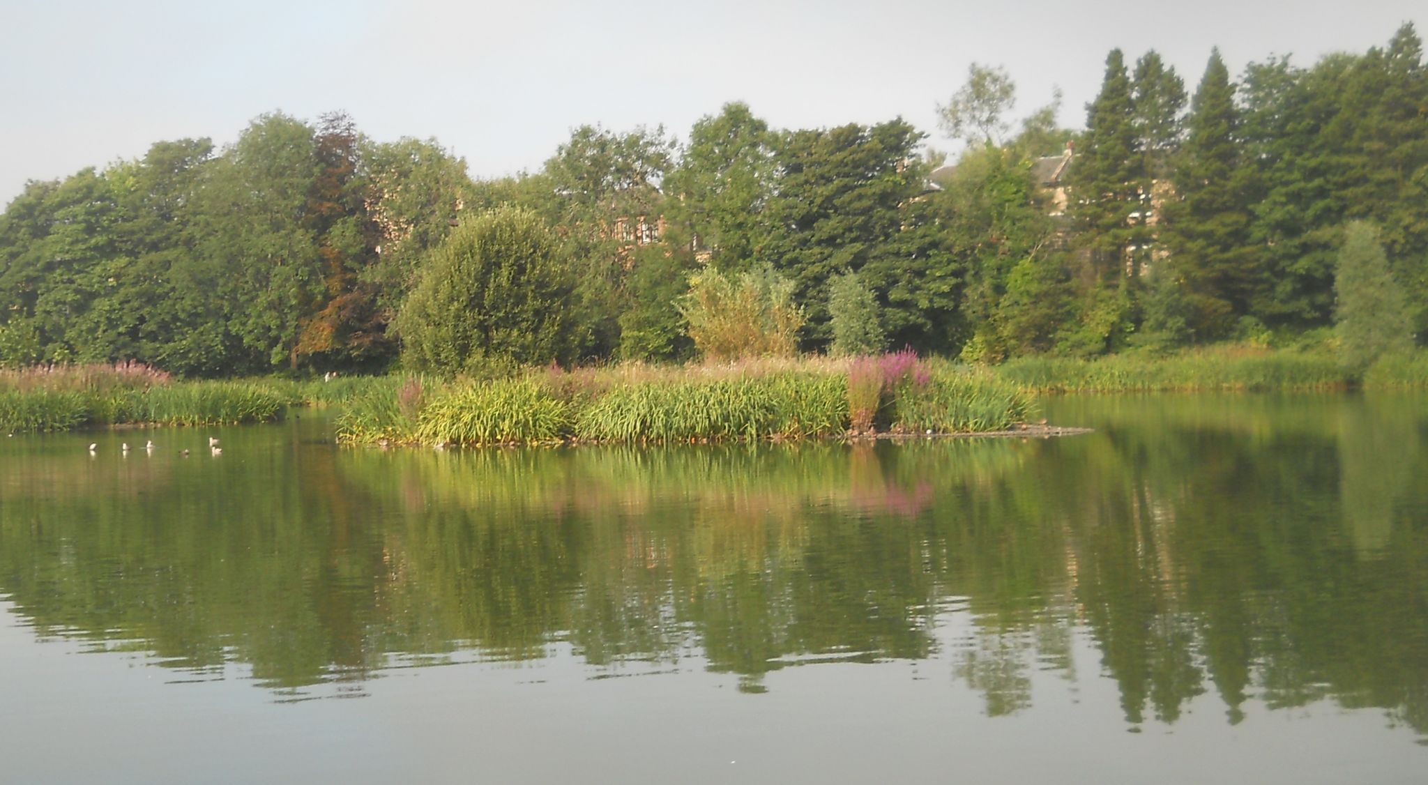 Bingham's Pond in Great Western Road